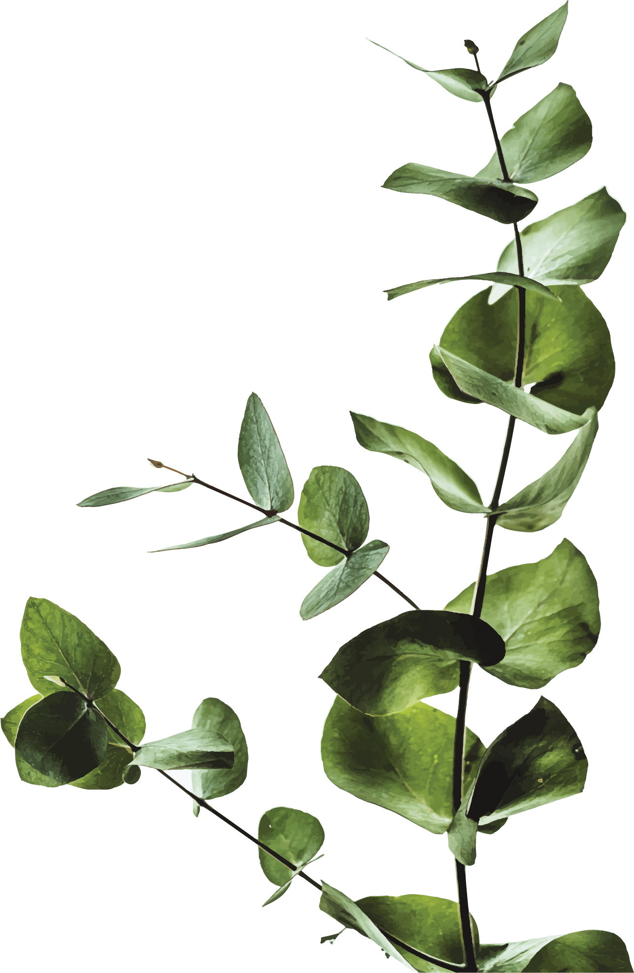Green cleaning services Ottawa Green leaved plant