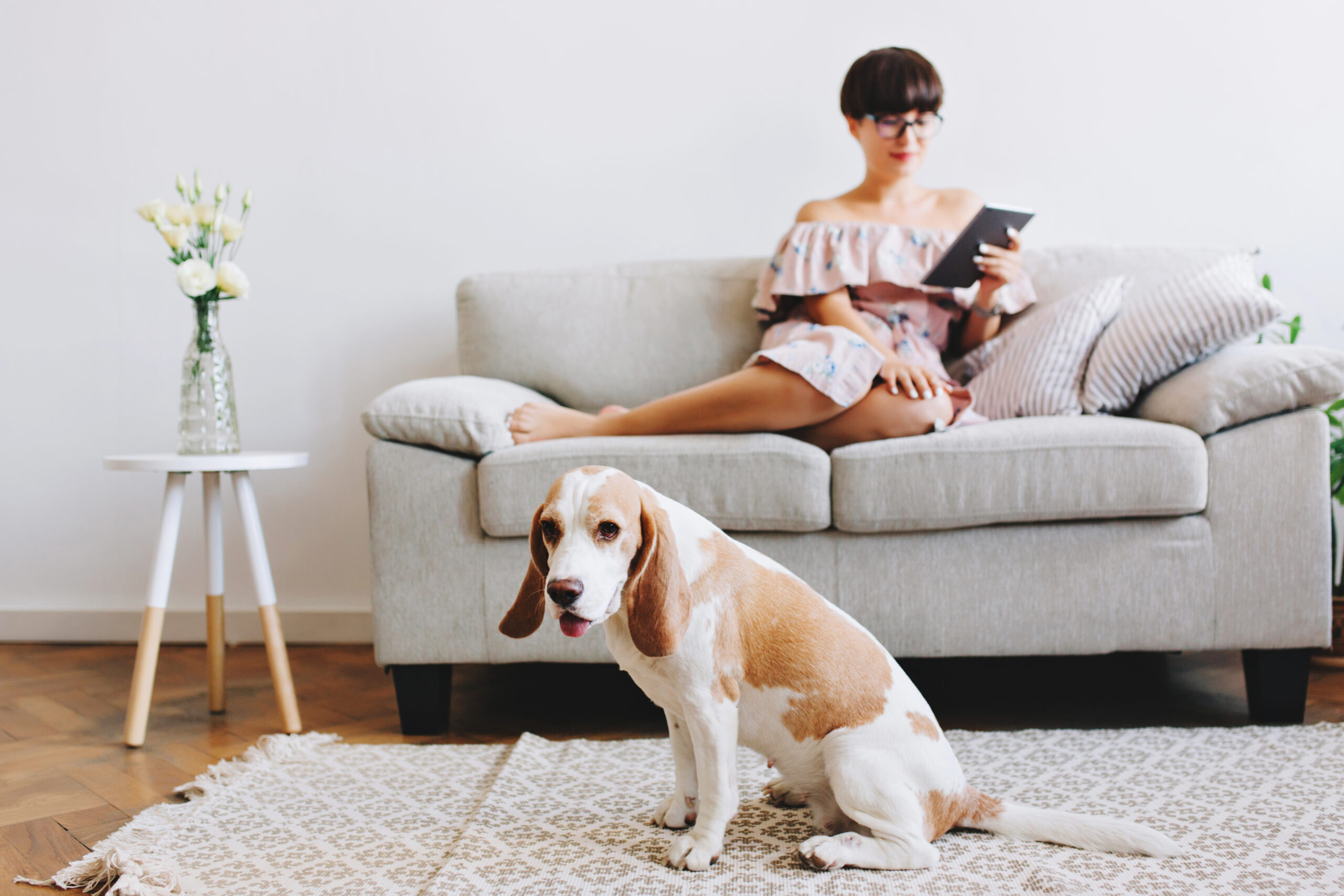 Indoor portrait of elegant black-haired girl relaxing on sofa with cute beagle dog on foreground. Pretty young woman reading book on tablet while her amazing pet sitting on carpet with mouth open.